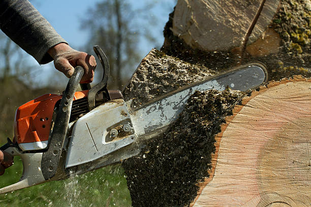 The Steps Involved in Our Tree Care Process in Reed Creek, GA